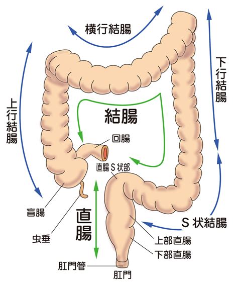 大腸 方向|大腸の位置を解剖図で解説！大腸の機能と働きについて